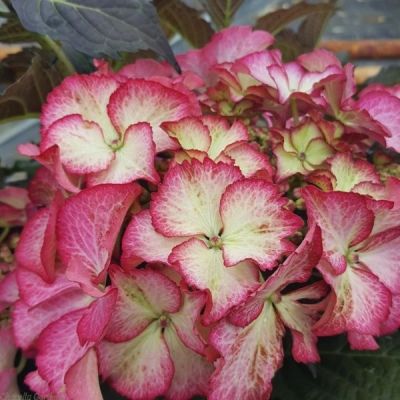 Гортензия крупнолистная Тифани Пинк Гортензия крупнолистная Тифани Пинк - Dolina-Sad.Ru