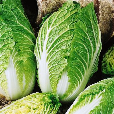 Капуста Пекинская Ника F3 Капуста Пекинская Ника F3 фото