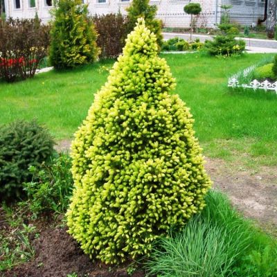 Ель канадская Сан он де Скай фото