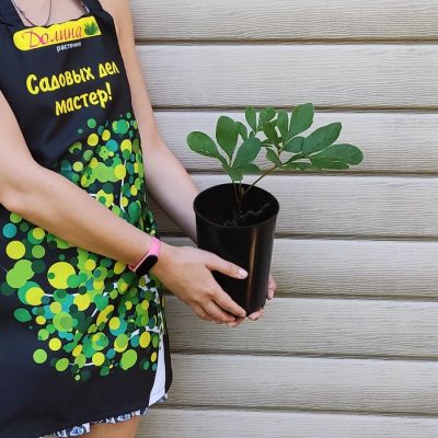 Пион Ян Ван Левен - Dolina-Sad.Ru