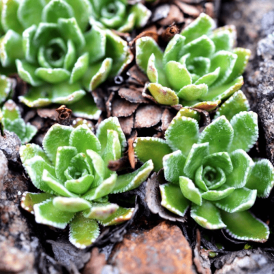 Камнеломка метельчатая Минор , P9 Камнеломка метельчатая Минор , P9 фото