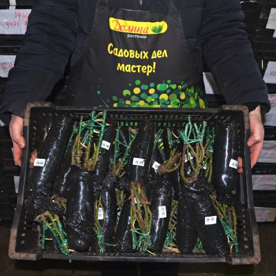 Роза Шлосс Ойтин Роза Шлосс Ойтин фото