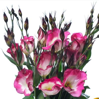 Эустома Пикколо Пикоти малиновая F1, гранул. пробирка Эустома Пикколо Пикоти малиновая F1, гранул. пробирка - Dolina-Sad.Ru