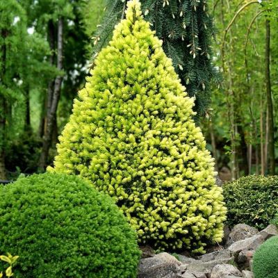 Ель канадская Сан он де Скай фото