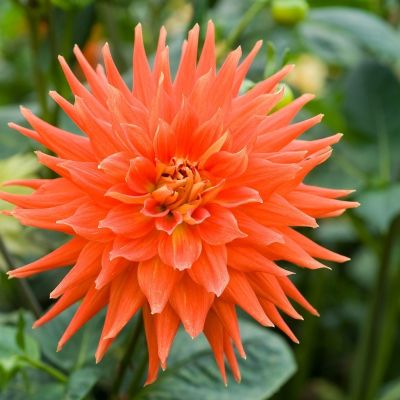 Георгина Вулкан Георгина Вулкан - Dolina-Sad.Ru