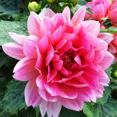 Георгина Берлинер Кляйне Георгина Берлинер Кляйне фото