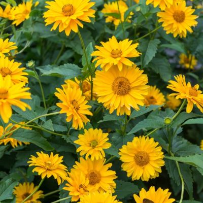 Гелиопсис Скабра Гелиопсис Скабра - Dolina-Sad.Ru