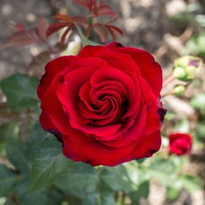 Роза Реал Манчестер - Dolina-Sad.Ru