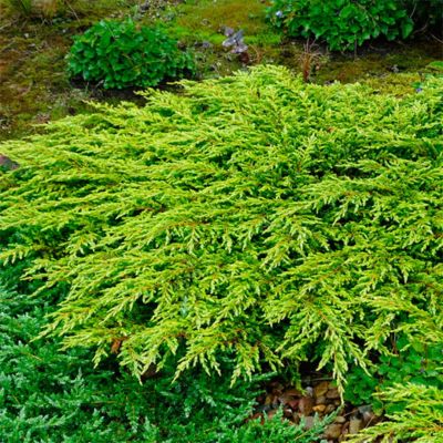 Можжевельник обыкновенный Голдшатц Можжевельник обыкновенный Голдшатц - Dolina-Sad.Ru