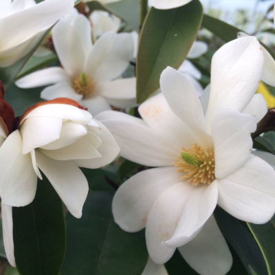 Магнолия Фейри Крим Блаш Магнолия Фейри Крим Блаш фото