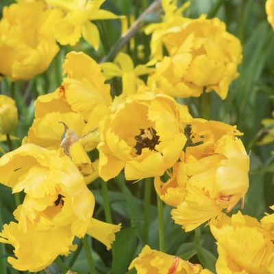 Тюльпан Игл Вингс Тюльпан Игл Вингс - Dolina-Sad.Ru