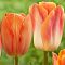 Тюльпан Сэлмон Краун Тюльпан Сэлмон Краун фото