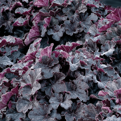 Гейхера Гранде Блэк , С1,5 Гейхера Гранде Блэк , С1,5 фото