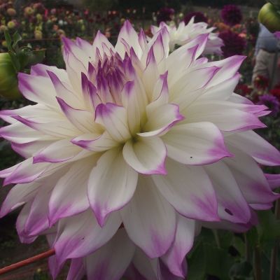 Георгина Фернклифф Иллюжн - Dolina-Sad.Ru