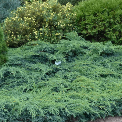 Можжевельник чешуйчатый Хуннеторп, С3 - Dolina-Sad.Ru