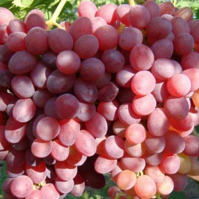 Виноград Алладин Виноград Алладин - Dolina-Sad.Ru