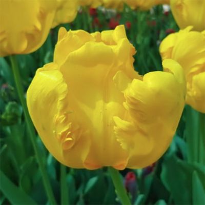 Тюльпан Игл Вингс Тюльпан Игл Вингс - Dolina-Sad.Ru