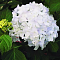 гортензия крупнолистная Мадам Эмиль Мулье фото