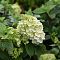 Гортензия метельчатая Мэджикал Мун Бланк Гортензия метельчатая Мэджикал Мун Бланк - Dolina-Sad.Ru