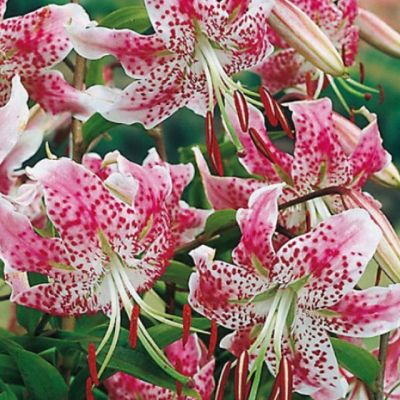 Лилия Специозум Рубрум Лилия Специозум Рубрум фото