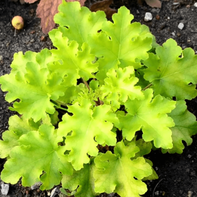 Гейхера Лайм Мармелад , С1,5 Гейхера Лайм Мармелад , С1,5 фото