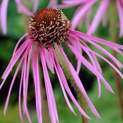 Эхинацея Палида Эхинацея Палида - Dolina-Sad.Ru