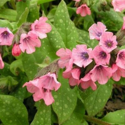 Медуница сахаратная Дора Белефелд - Dolina-Sad.Ru