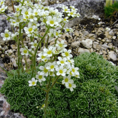 Камнеломка метельчатая Минор , P9 Камнеломка метельчатая Минор , P9 фото