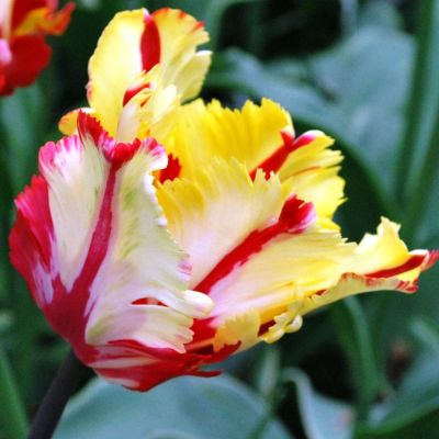 Тюльпан Флеминг Перрот Голд Тюльпан Флеминг Перрот Голд фото