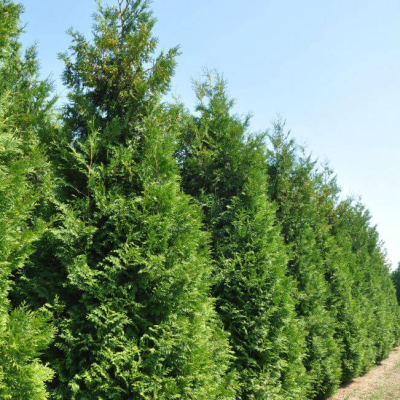 Туя западная Кинг оф Брабант Туя западная Кинг оф Брабант фото