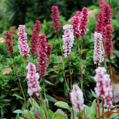 Горец родственный Дарджилинг Ред Горец родственный Дарджилинг Ред фото