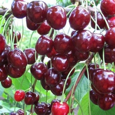 Черешня Тютчевка Черешня Тютчевка - Dolina-Sad.Ru