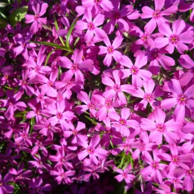 Флокс шиловидный Милстрим Дафна , P9 Флокс шиловидный Милстрим Дафна , P9 фото