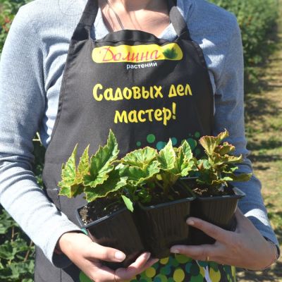 Бегония Иллюминейшн Пинк Бегония Иллюминейшн Пинк фото