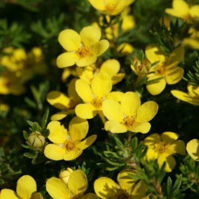 Лапчатка кустарниковая Кобольд, С3 Лапчатка кустарниковая Кобольд, С3 - Dolina-Sad.Ru