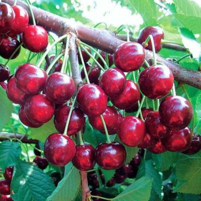 Черешня Тютчевка Черешня Тютчевка - Dolina-Sad.Ru