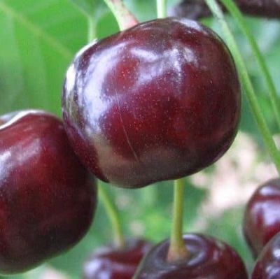 Вишня Чудо Вишня Чудо - Dolina-Sad.Ru