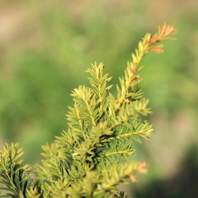 Тис ягодный Купер Голд Тис ягодный Купер Голд - Dolina-Sad.Ru