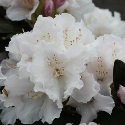 Рододендрон Шнекроне Рододендрон Шнекроне фото