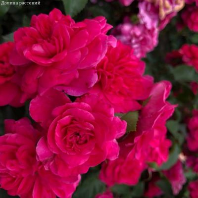 Роза Сангрия в горшке - Dolina-Sad.Ru