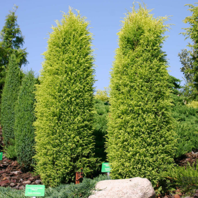 Можжевельник обыкновенный Голд Кон, С3 Можжевельник обыкновенный Голд Кон, С3 - Dolina-Sad.Ru
