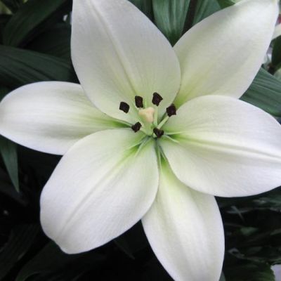 Лилия Ричмонд Лилия Ричмонд фото