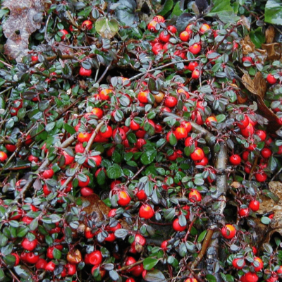 Кизильник лежачий стрейбс финдлинг Кизильник лежачий стрейбс финдлинг фото