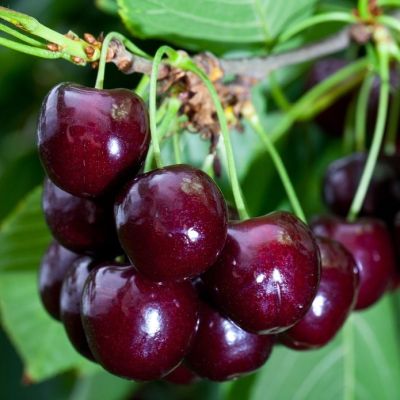 Вишня Чудо Вишня Чудо - Dolina-Sad.Ru