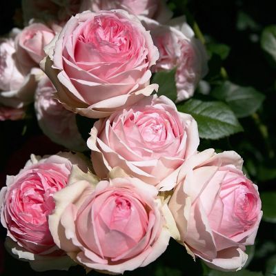 Роза Фест Леди фото