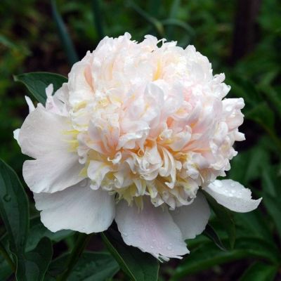 Пион Топ Брасс - Dolina-Sad.Ru