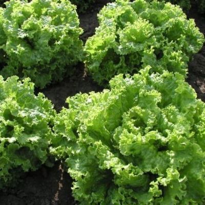 Салат Персей 1,0 г кудрявый автор. Н9 Салат Персей 1,0 г кудрявый автор. Н9 фото