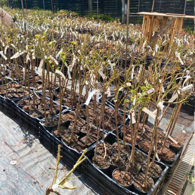 Роза штамбовая KAILANI Роза штамбовая KAILANI фото