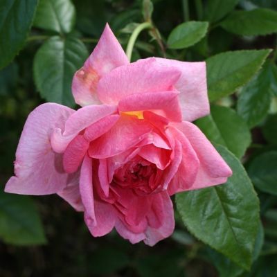 Роза Ламберт Клосс Роза Ламберт Клосс - Dolina-Sad.Ru