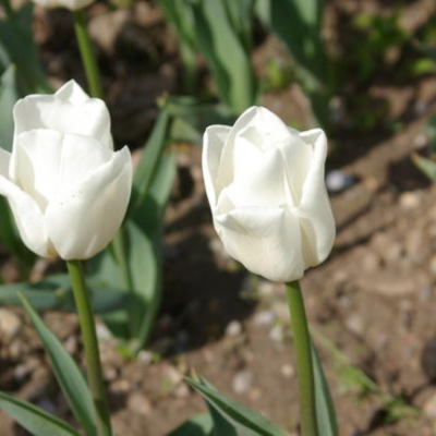 Тюльпан Апдейт - Dolina-Sad.Ru